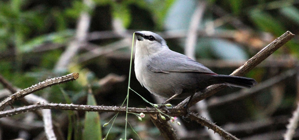 027 Grey Waxbill