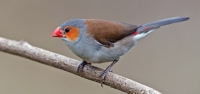 024 Orange-cheeked Waxbill