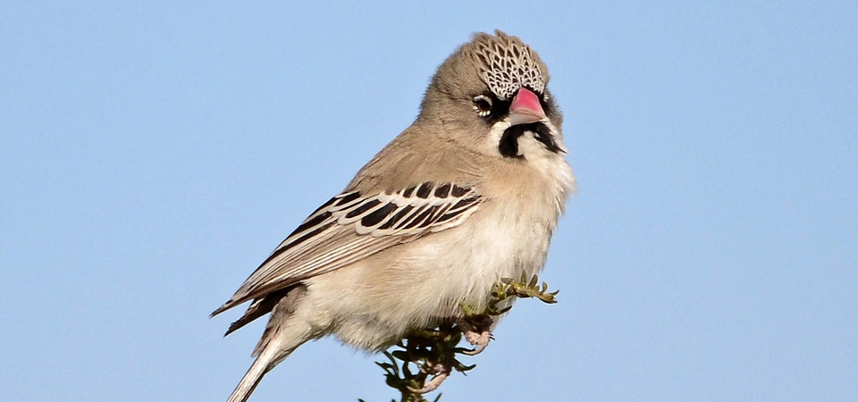 033 Scaley-feathered Finch