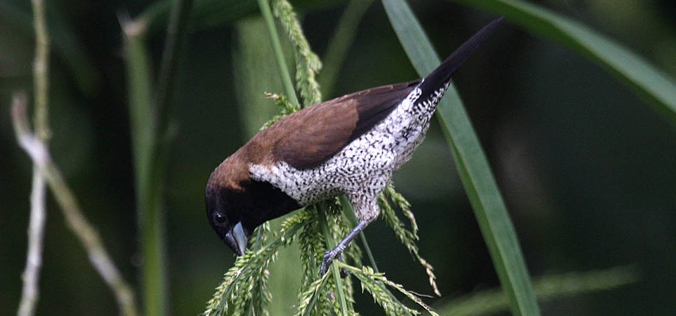 005 Moluccan Munia