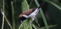 005 Moluccan Munia