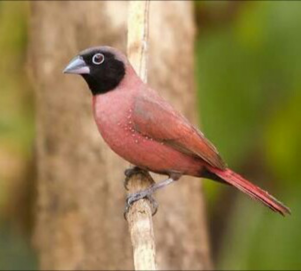 053 Vinaceous Firefinch
