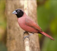 053 Vinaceous Firefinch