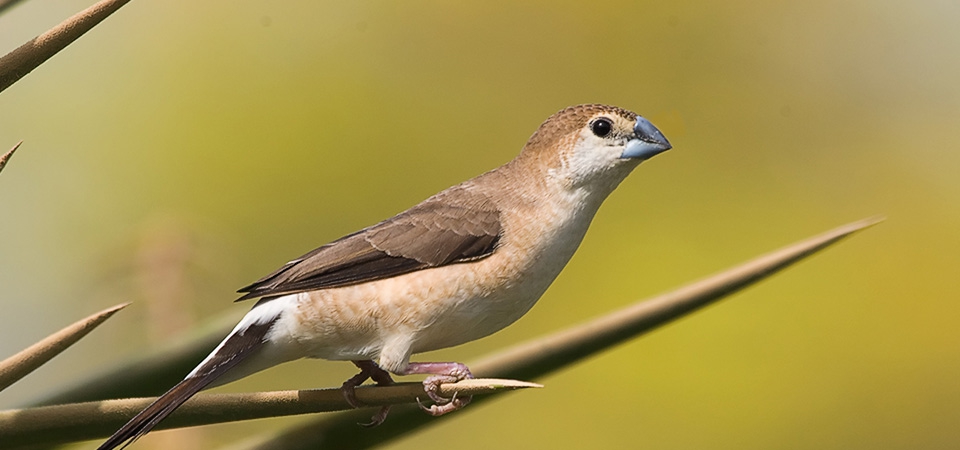 010 Indian Silverbill
