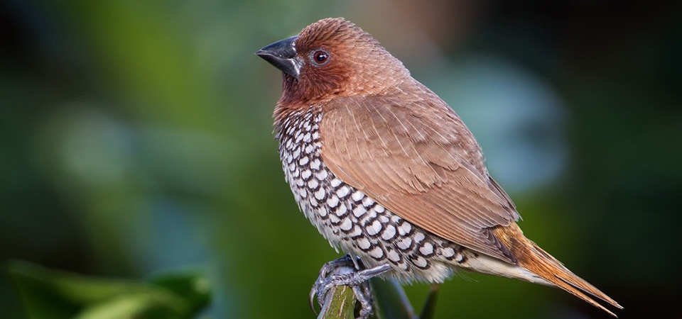 020 Nutmeg Mannikin