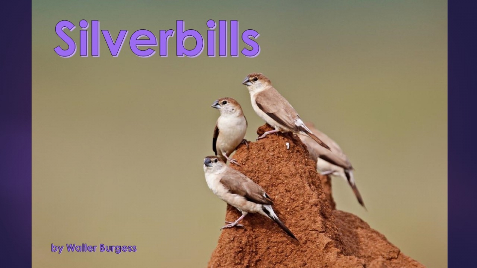 20170228 Silverbills
