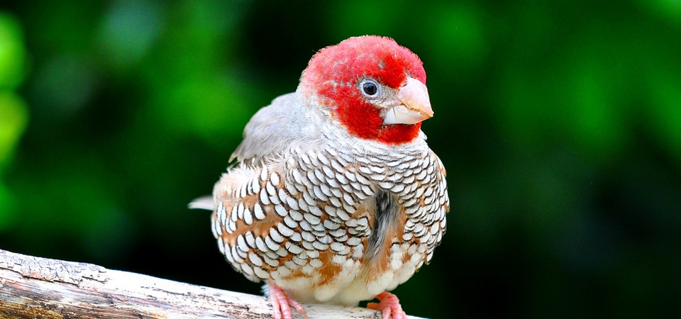 014 Red-headed Finch