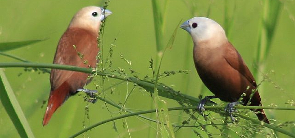 019 White-headed Nun