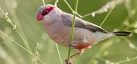 023 Red-eared Waxbill