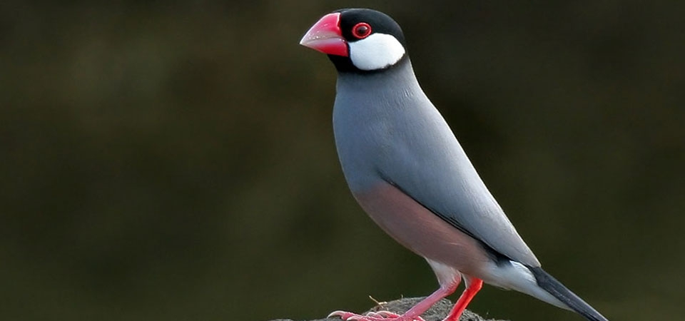 003 Java Sparrow