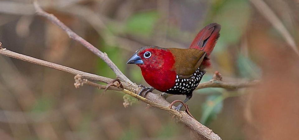 Breeding the Peters Twinspots (Hypargos niveoguttatus)