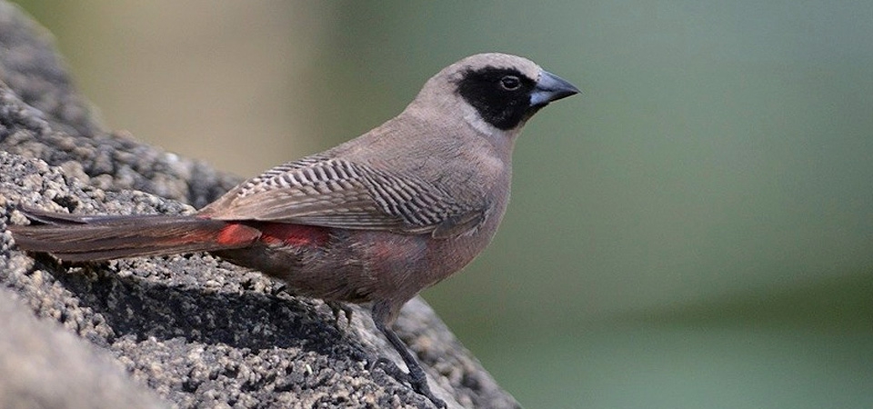 026 East-African Black-cheeked Waxbill