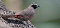 026 East-African Black-cheeked Waxbill