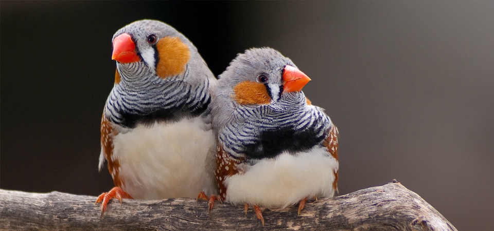 035 Zebra Finch
