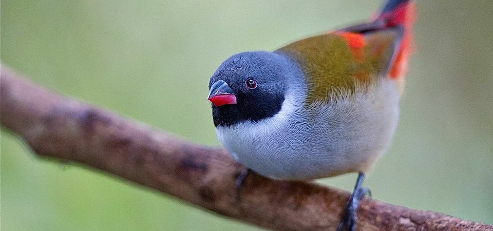 Swee Waxbill
