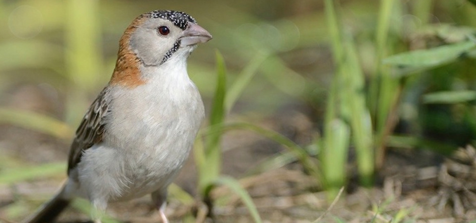 034 Speckle-fronted Weaver-finch