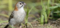 034 Speckle-fronted Weaver-finch