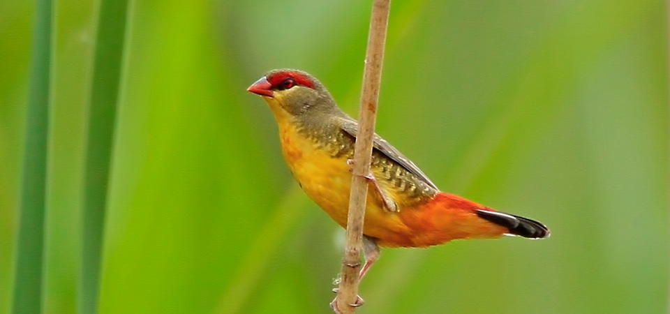 016 Orange-breasted Waxbill
