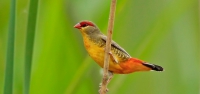 016 Orange-breasted Waxbill