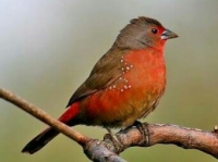 052 African (Blue-billed) Firefinch