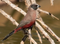 025 Black-cheeked Waxbill
