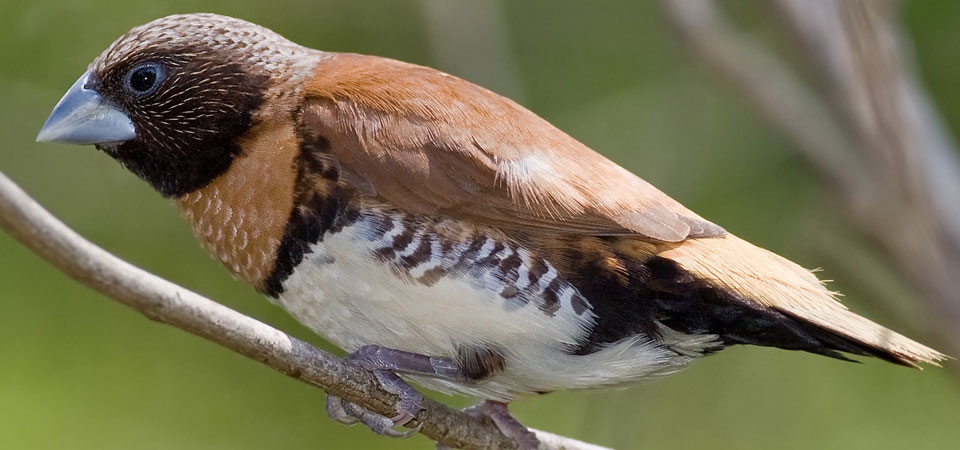 001 Chestnut Breasted Mannikin