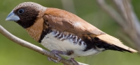 001 Chestnut Breasted Mannikin