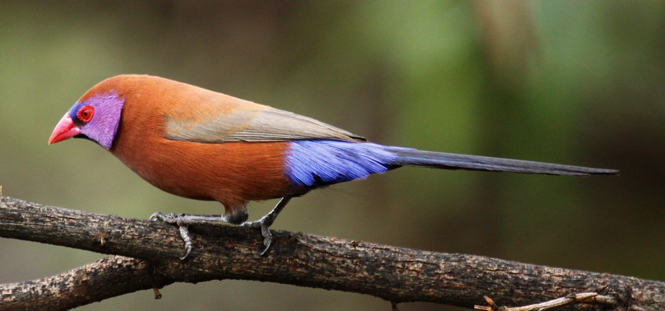 Breeding the Violet-eared Waxbill (Uraeginthus granatinus) on the South African Highveld.