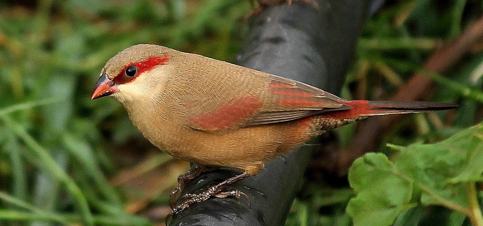 022 Sundevall's Waxbill