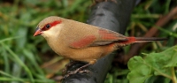 022 Sundevall's Waxbill