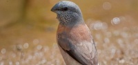 011 Grey-headed Silverbill (Pearl-headed Silverbill)