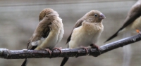 009 African Silverbills