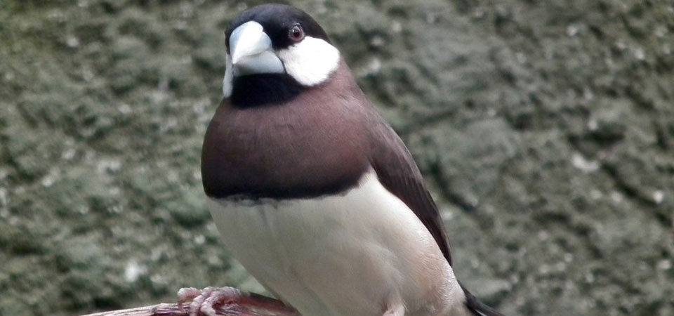 004 Timor Dusky Sparrow